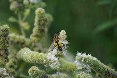 Helophilus trivittatus