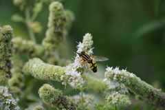 Helophilus trivittatus