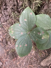 Puccinia porphyrogenita