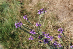 Linaria purpurea
