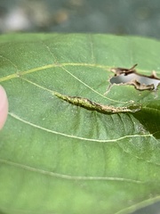 Phylloxera caryaevenae