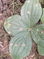 Puccinia porphyrogenita