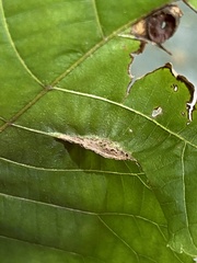 Phylloxera caryaevenae