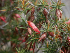 Stenanthera conostephioides