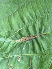 Phylloxera caryaevenae