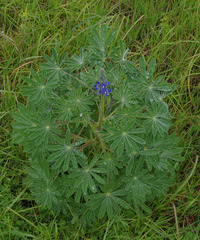 Lupinus cosentinii