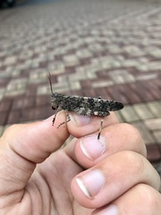 Trimerotropis verruculata