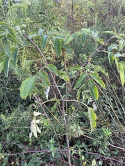 Sambucus canadensis