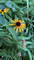 Rudbeckia
