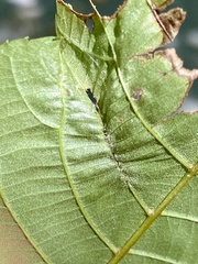 Phylloxera caryaevenae