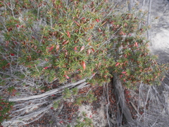 Stenanthera conostephioides