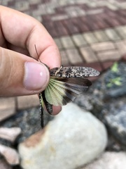 Trimerotropis verruculata