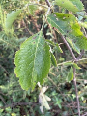 Sambucus canadensis