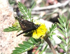 Pholisora mejicanus