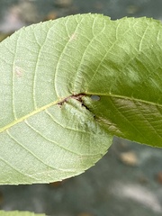 Phylloxera caryaevenae