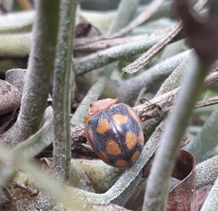 Epilachna mexicana