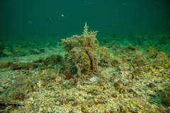 Atrina zelandica