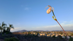 Mexipedium xerophyticum