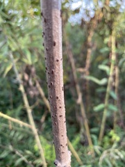 Sambucus canadensis