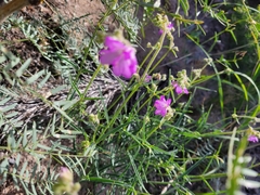 Mirabilis linearis