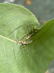 Phylloxera caryaevenae