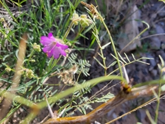 Mirabilis linearis