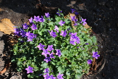 Campanula poscharskyana