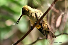 Hylocharis chrysura
