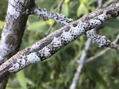 Parallelia bistriaris
