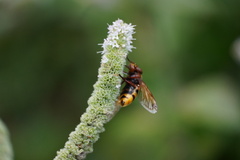 Volucella zonaria