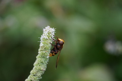 Volucella zonaria