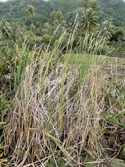 Typha domingensis