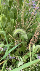 Setaria faberi