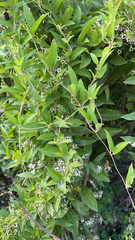 Paederia foetida