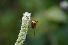 Volucella zonaria