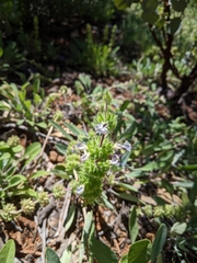 Salvia sonomensis