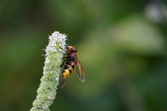 Volucella zonaria