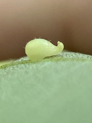Caryomyia eumaris