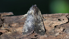 Condica vecors