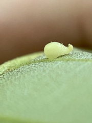 Caryomyia eumaris