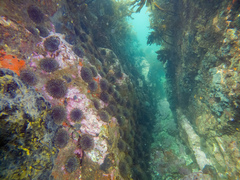 Evechinus chloroticus