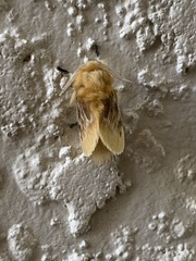 Megalopyge opercularis