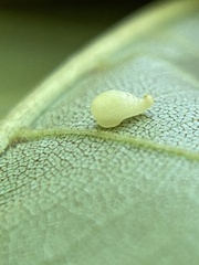 Caryomyia eumaris