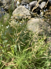 Agrostis capillaris