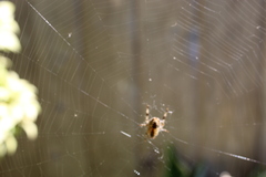 Araneus diadematus