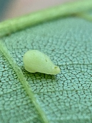 Caryomyia eumaris