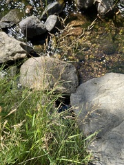Agrostis capillaris