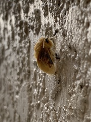 Megalopyge opercularis