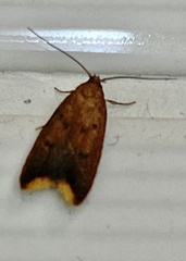 Tachystola acroxantha