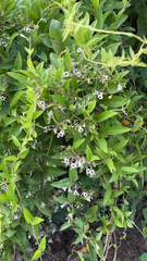 Paederia foetida